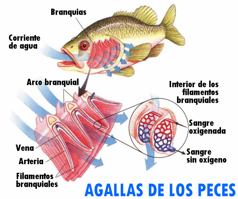 agallas branquias peces oxigeno circulacion