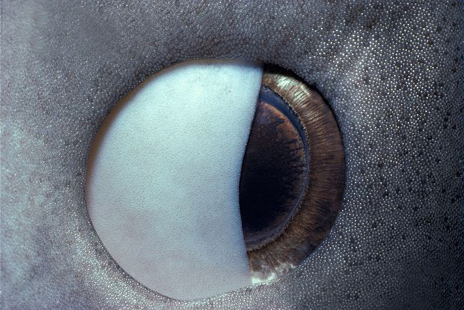 tiburon membrana nictitante