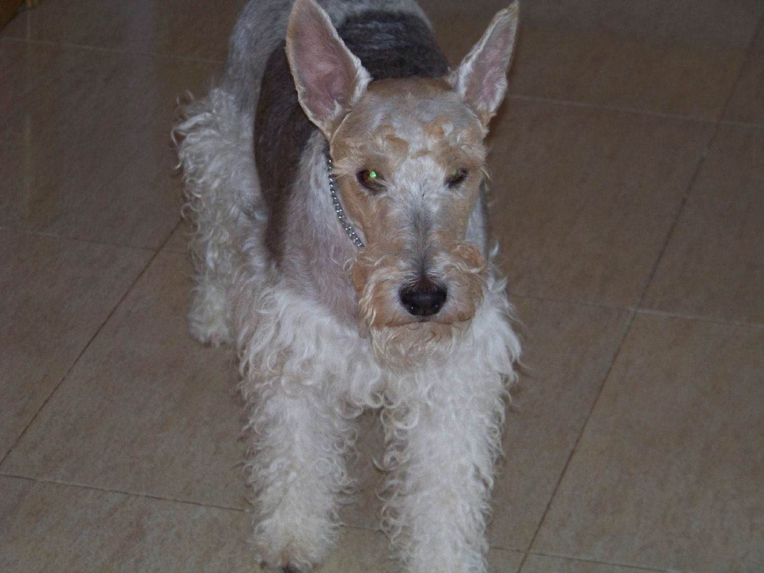 will fox terrier 001