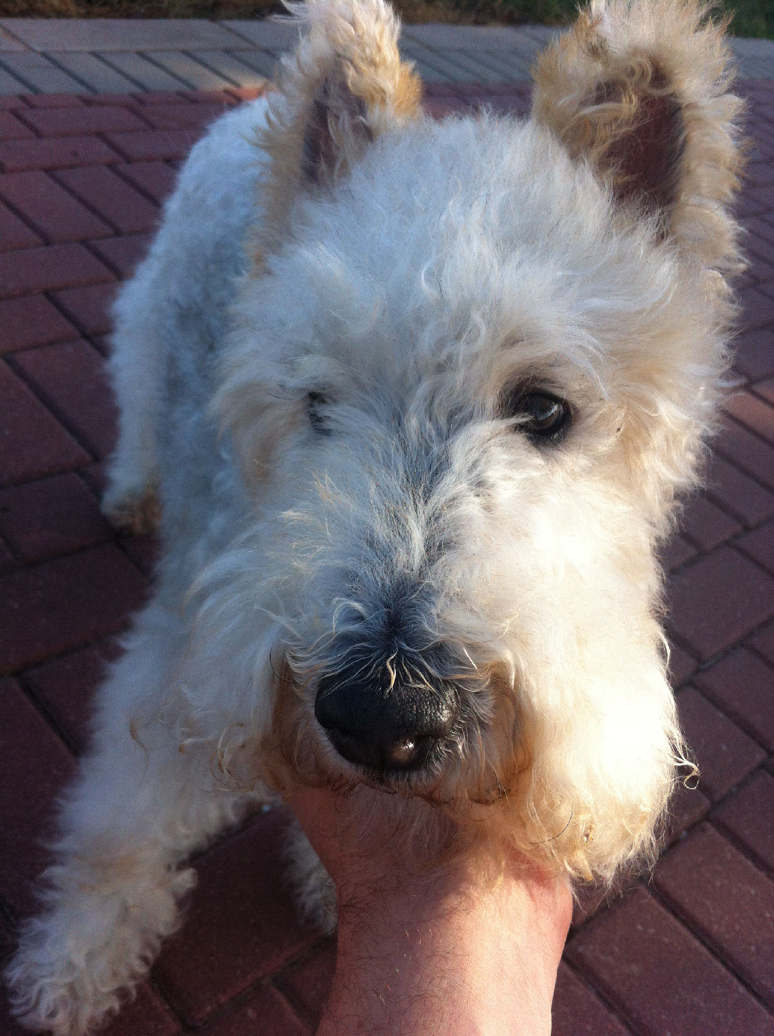 will fox terrier 08 dic 03