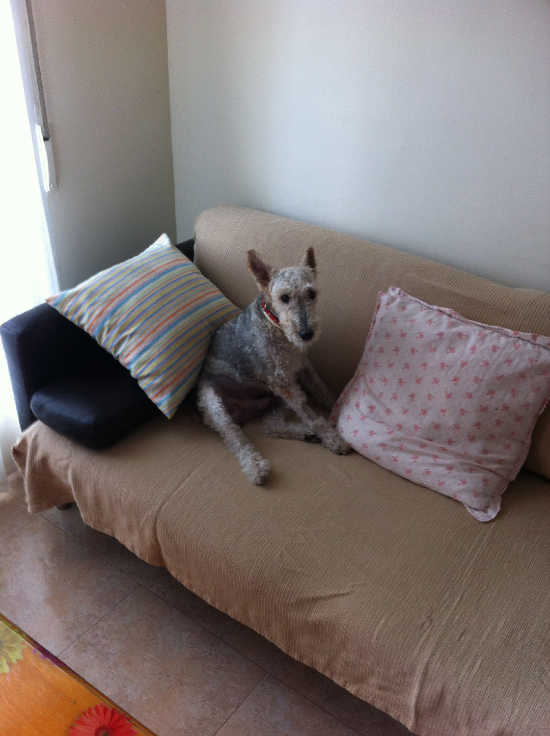 will fox terrier 09 sept 1