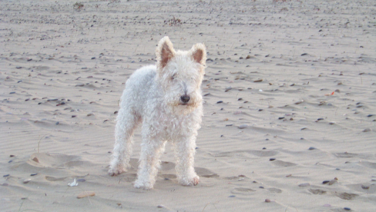 will fox terrier 1 enero 2015-69