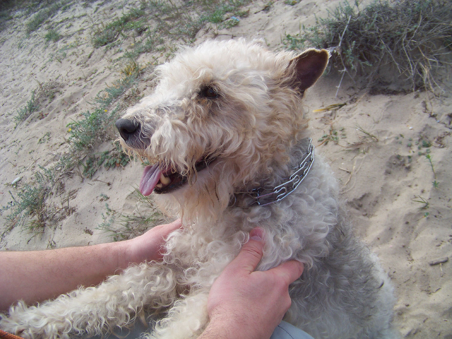 will fox terrier 100_2770