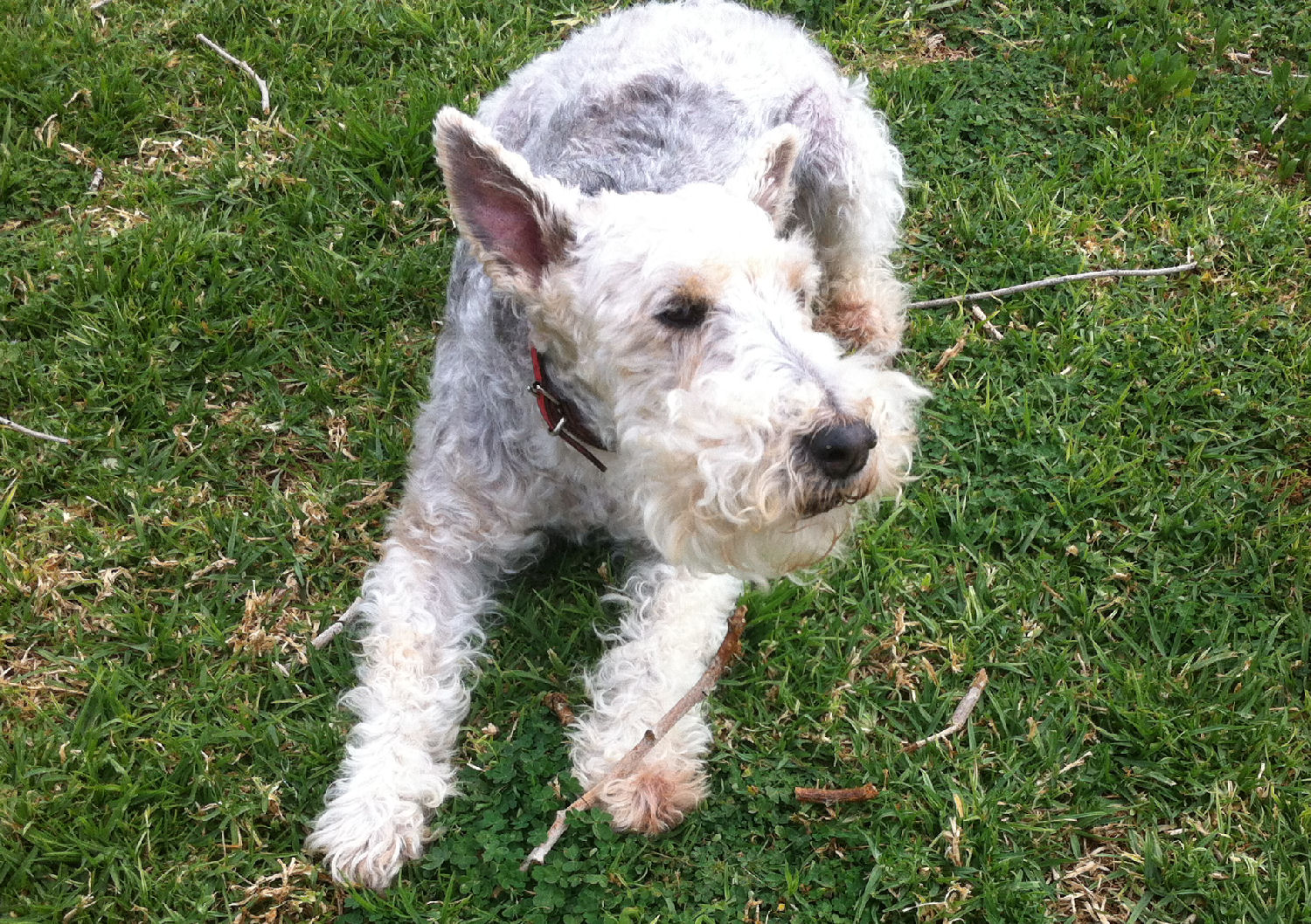 will fox terrier 13 marzo 2015 29