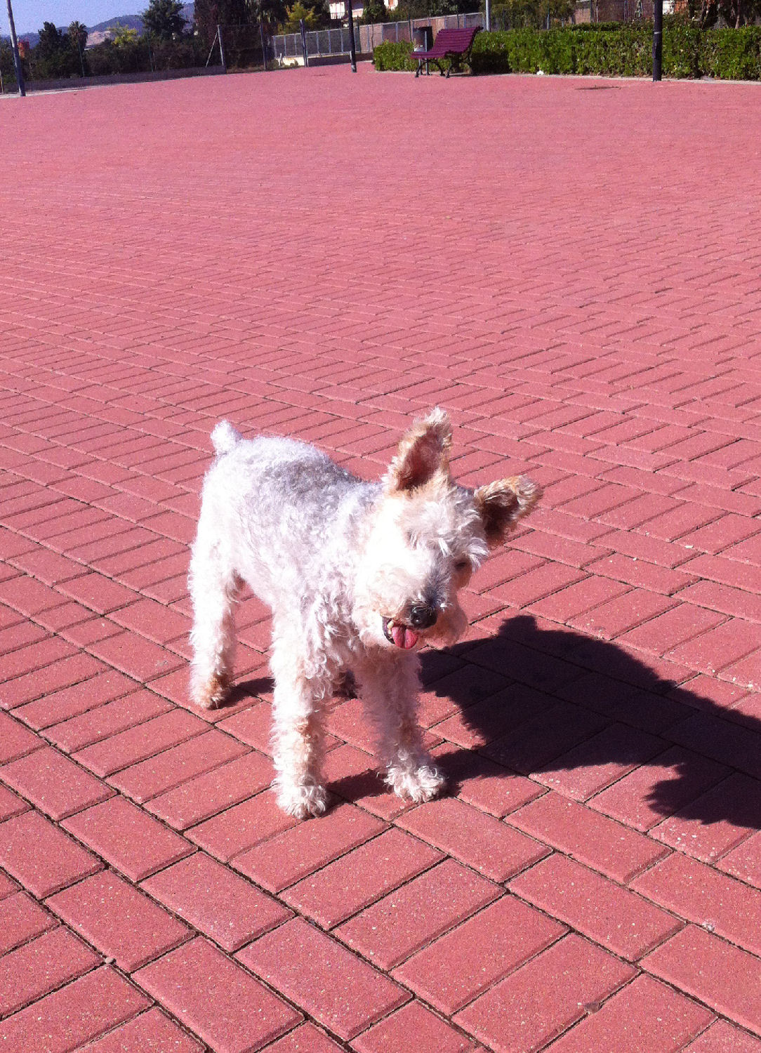 will fox terrier 15 oct 01
