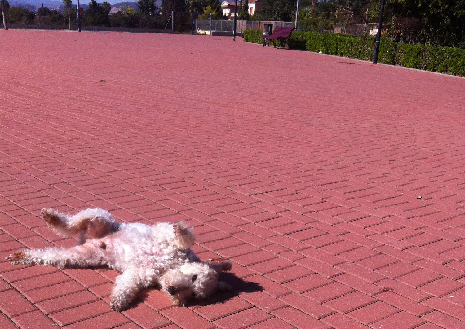 will fox terrier 15 oct 03