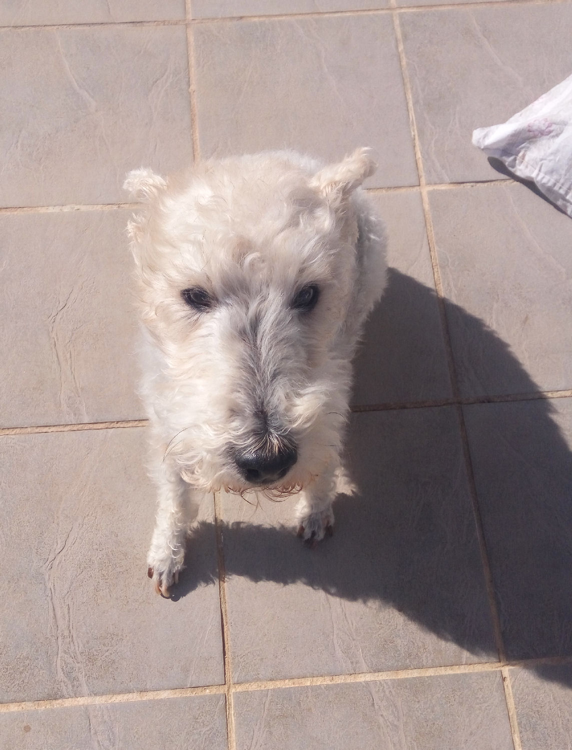 will fox terrier 16 nov 003