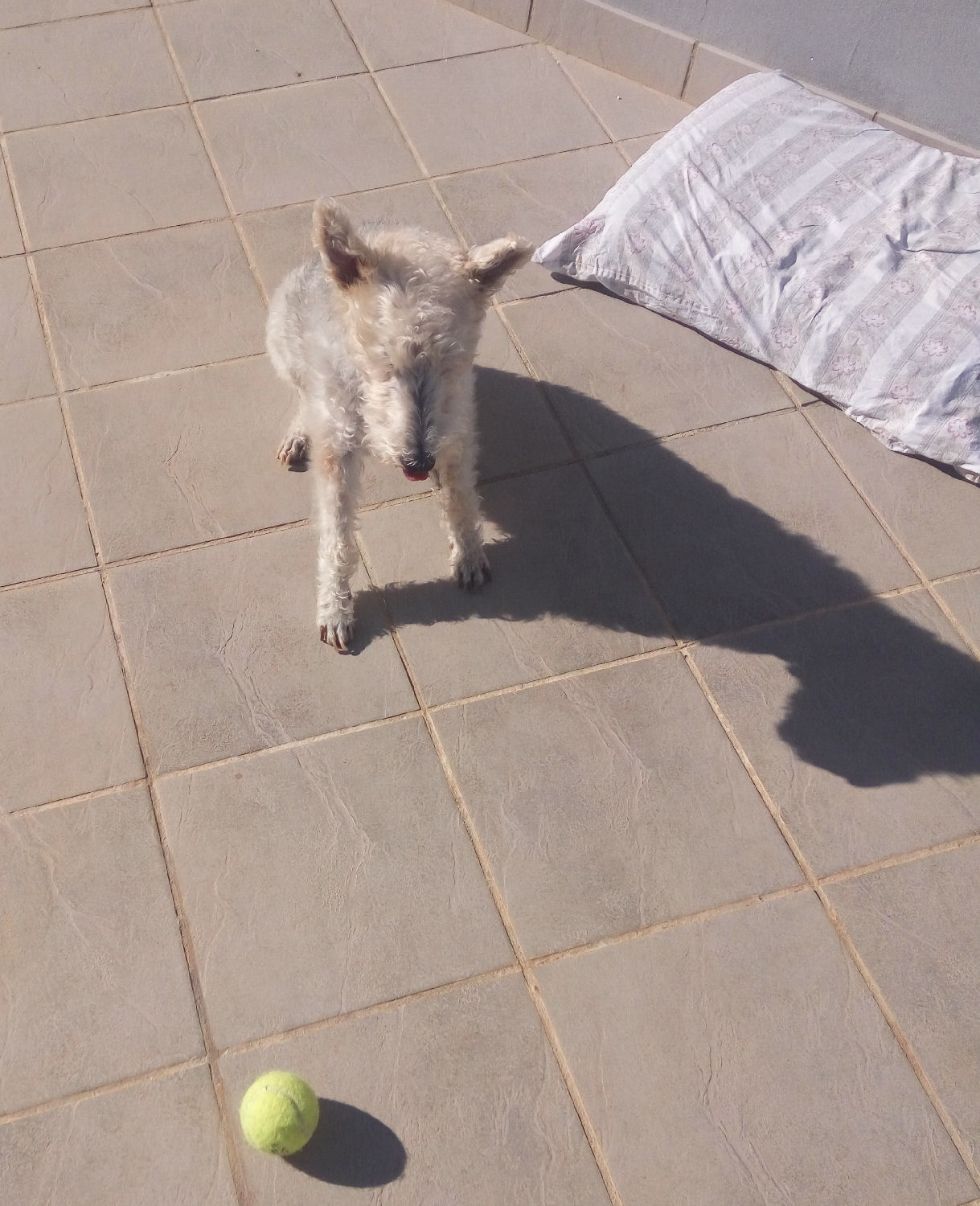 will fox terrier 16 nov 004