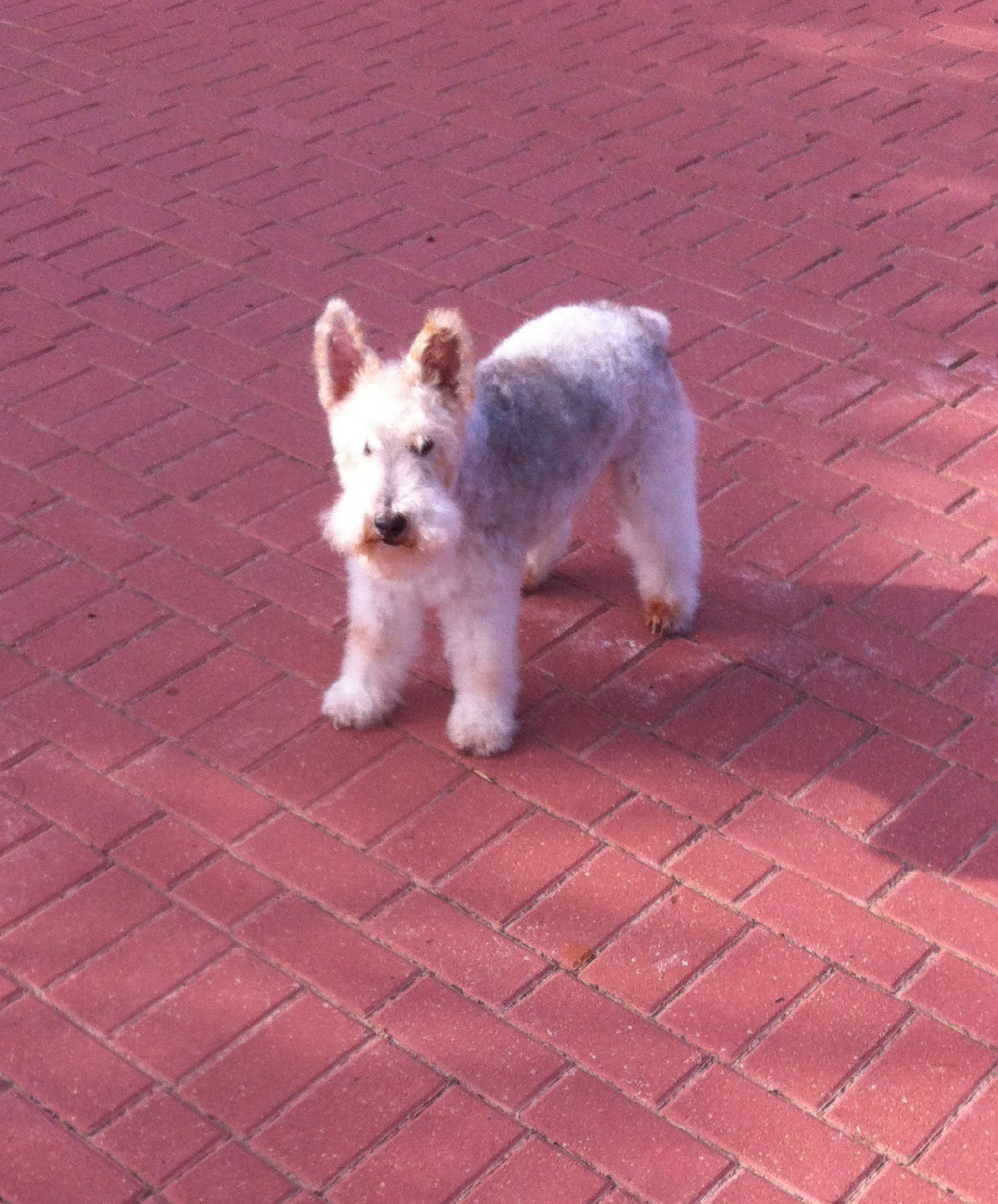 will fox terrier 16 oct 01