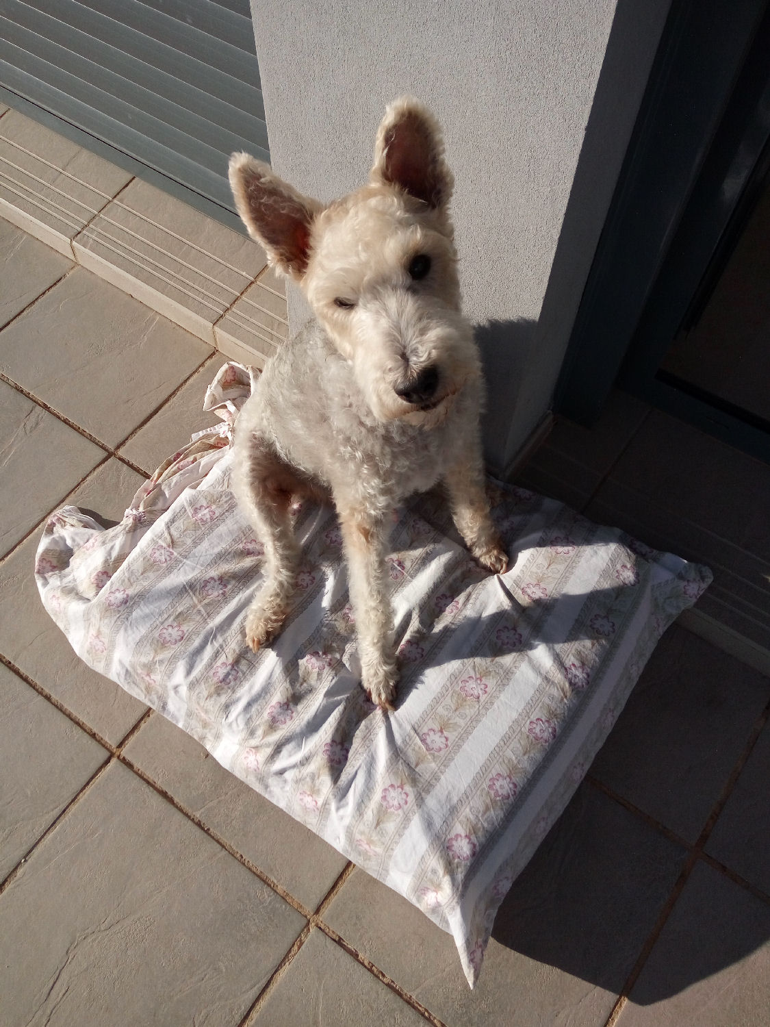 will fox terrier 19 oct 004