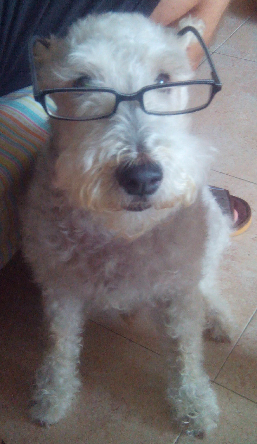 will fox terrier 20 sept 001