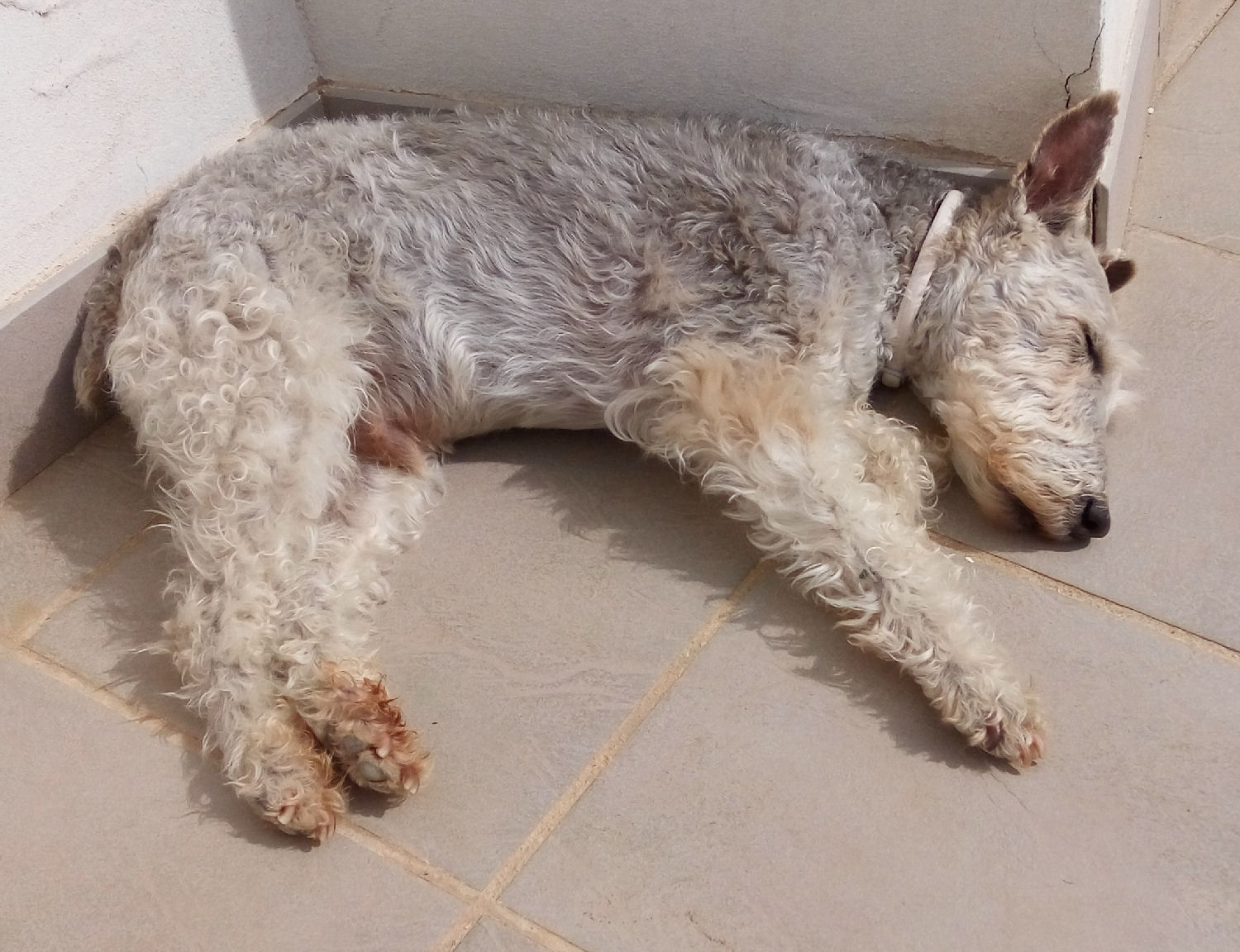 will fox terrier 24 marzo