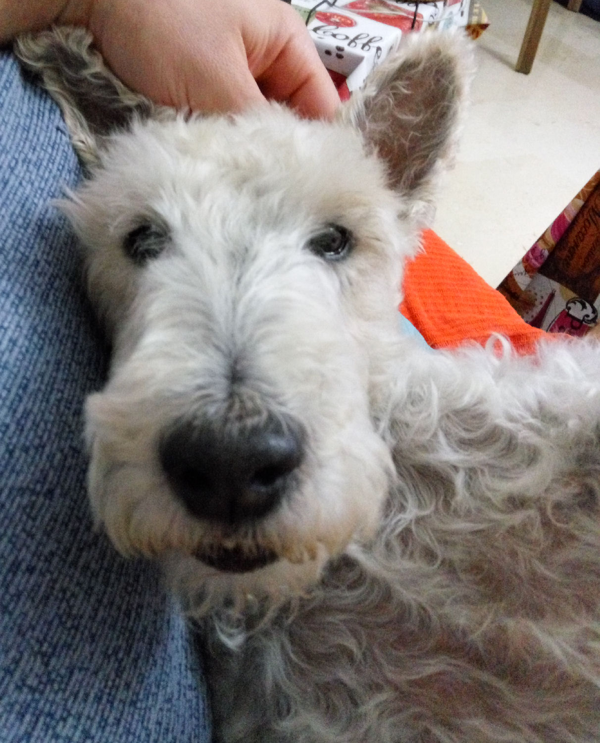 will fox terrier 25 septiembre