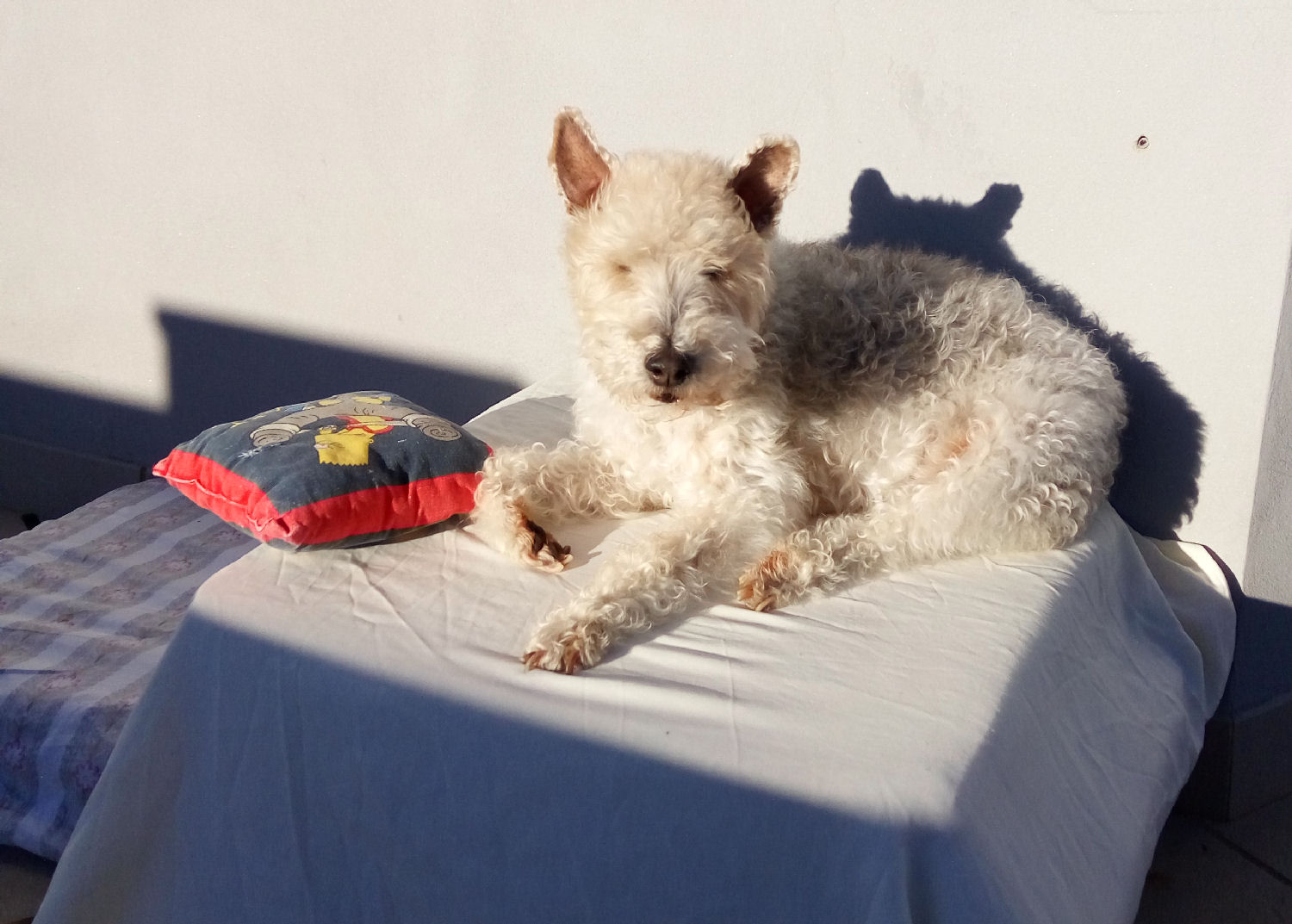 will fox terrier 27 diciembre 007