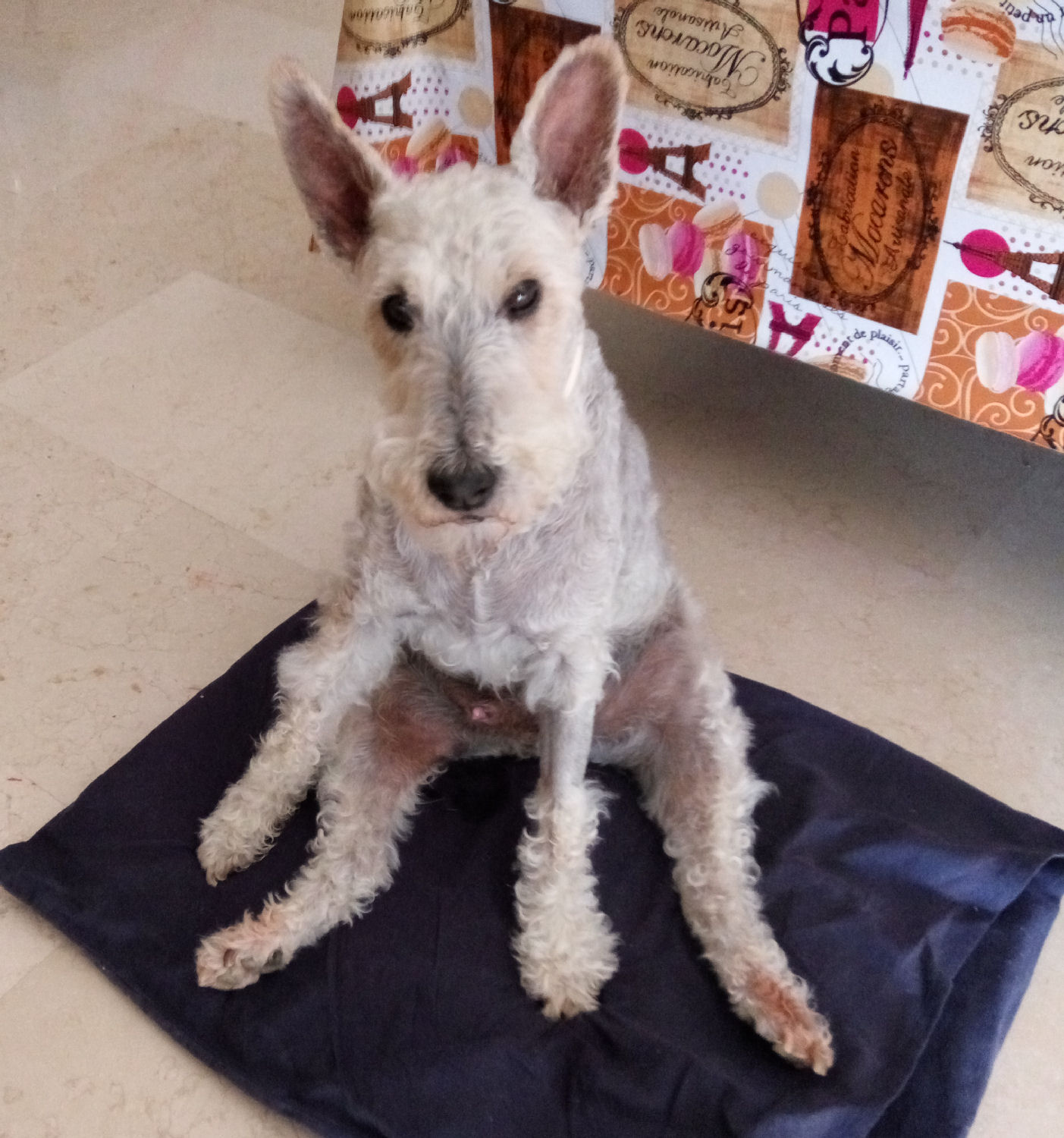will fox terrier 28 junio 04