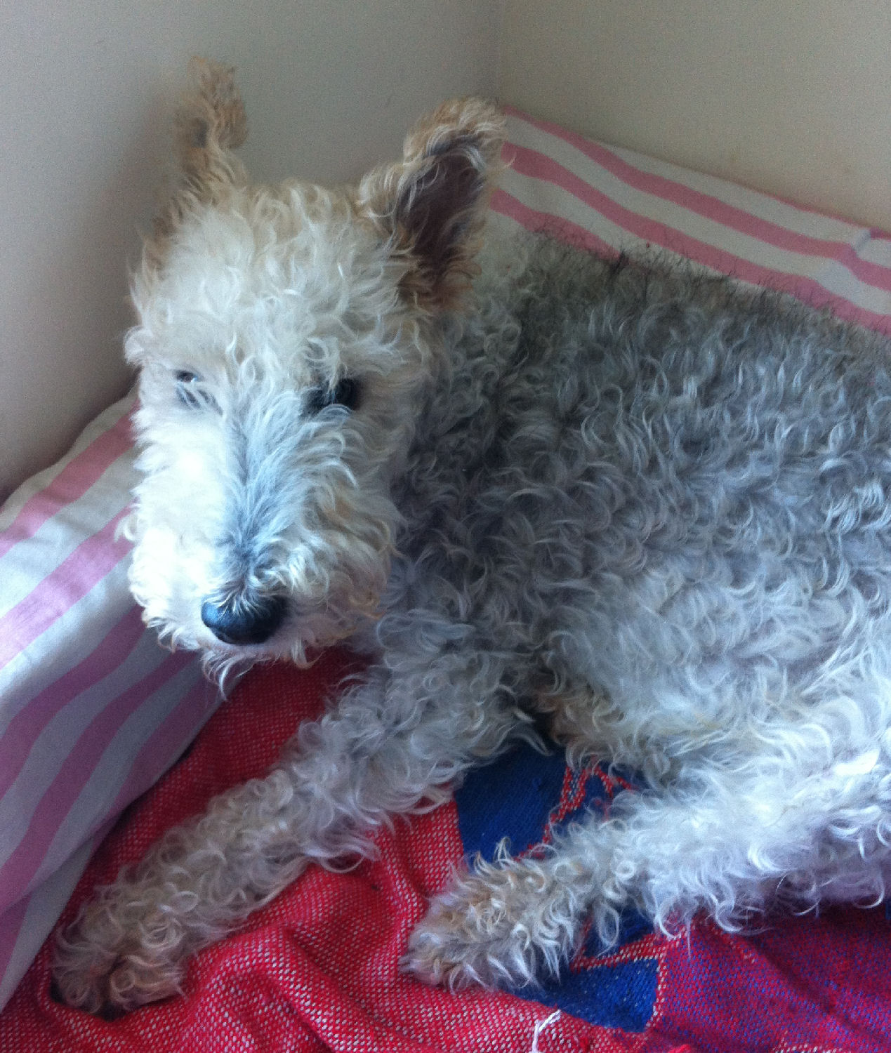 will fox terrier 7 noviembre 2014-2