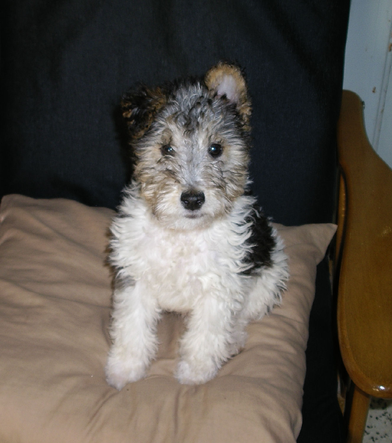 will fox terrier 8 agosto