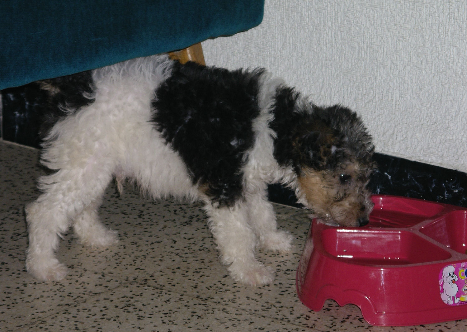 will fox terrier IMGP0495