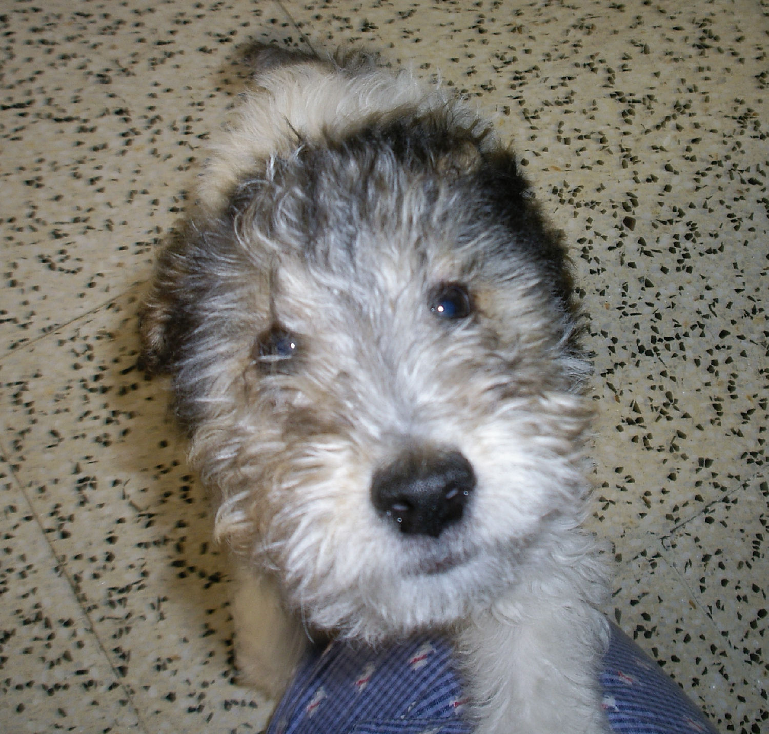 will fox terrier IMGP0525