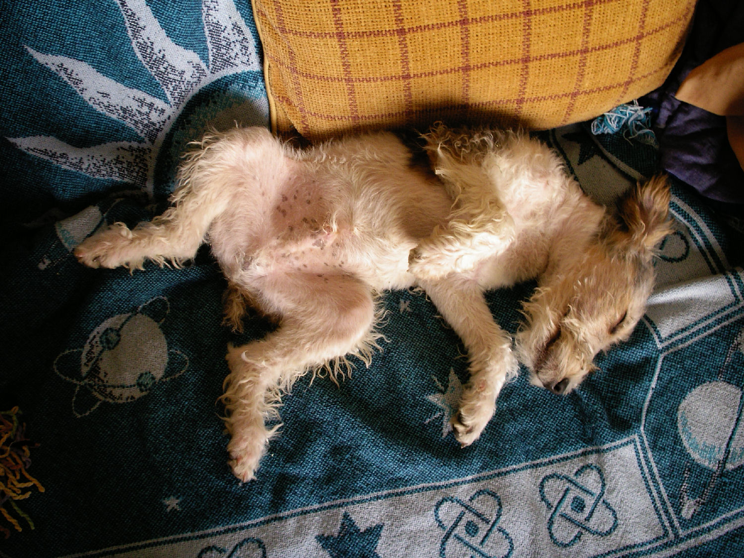 will fox terrier IMGP0632