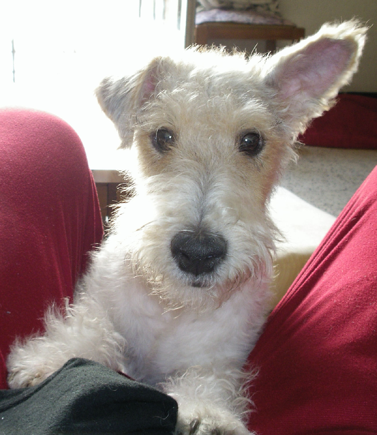 will fox terrier IMGP0661