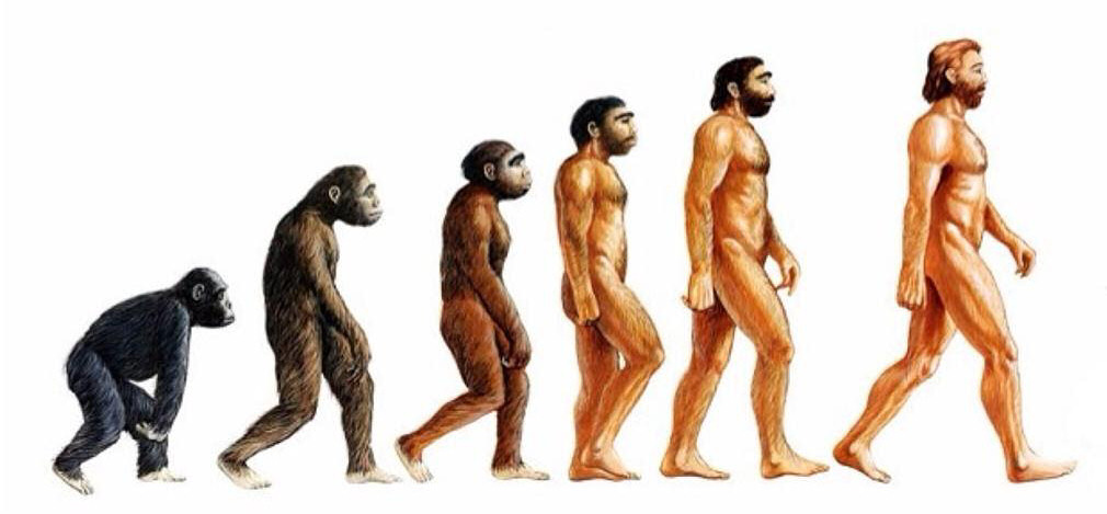 evolucion hombre