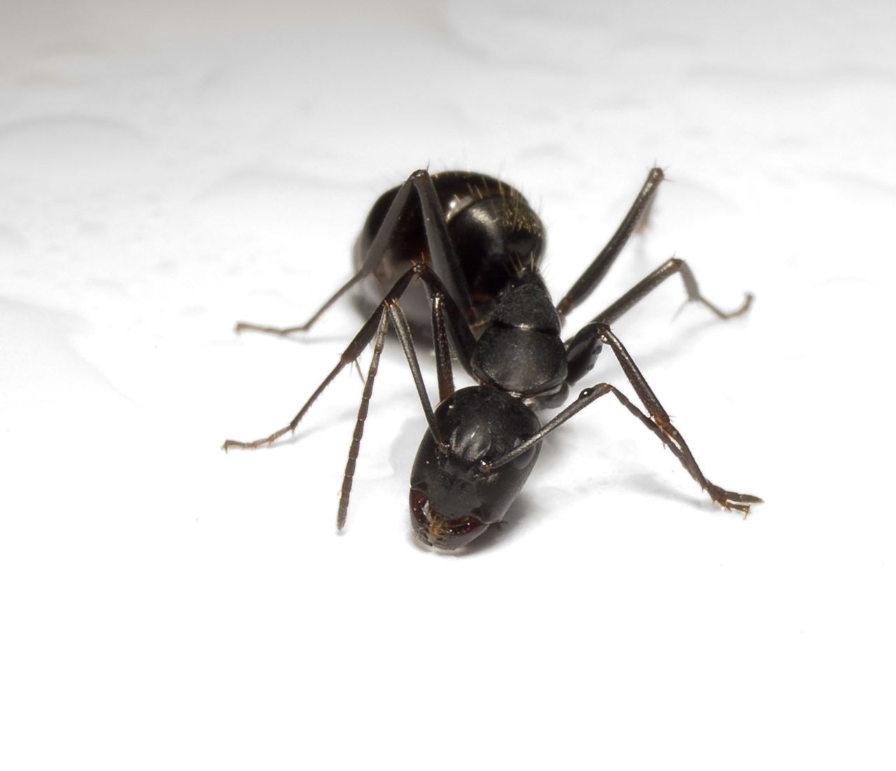 hormiga camponotus japonicus