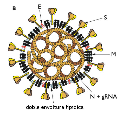 coronavirus envoltura lipidica jabon
