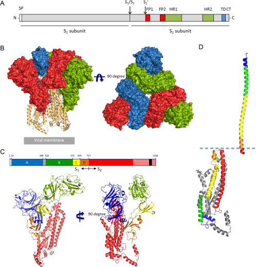 coronavirus proteina cambios